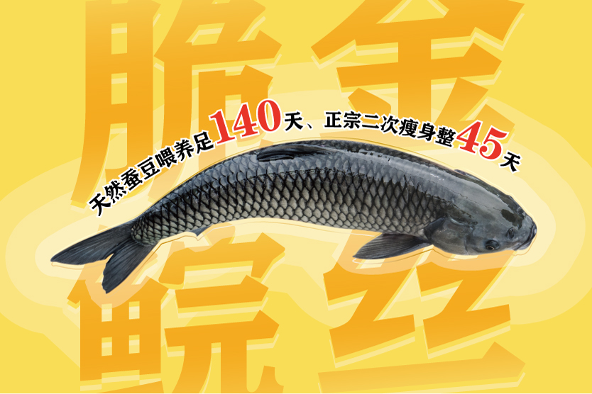 金絲脆鯇